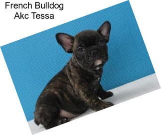 French Bulldog Akc Tessa