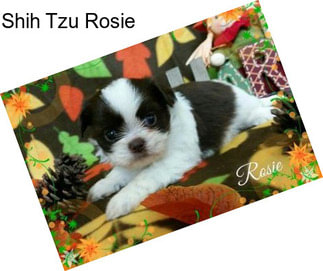 Shih Tzu Rosie