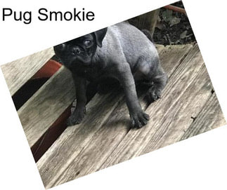 Pug Smokie