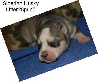 Siberian Husky Litter28pup5