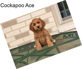 Cockapoo Ace