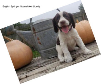 English Springer Spaniel Akc Liberty