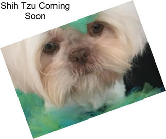 Shih Tzu Coming Soon