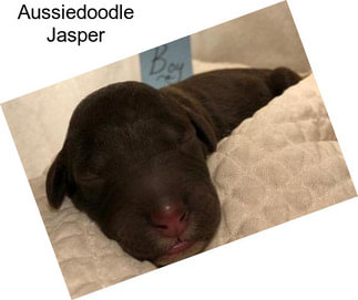 Aussiedoodle Jasper