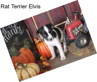 Rat Terrier Elvis