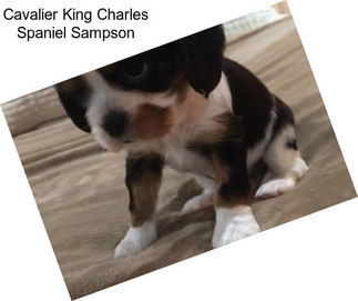 Cavalier King Charles Spaniel Sampson