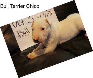 Bull Terrier Chico