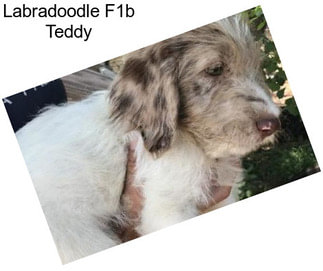 Labradoodle F1b Teddy