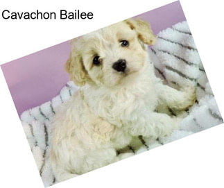 Cavachon Bailee