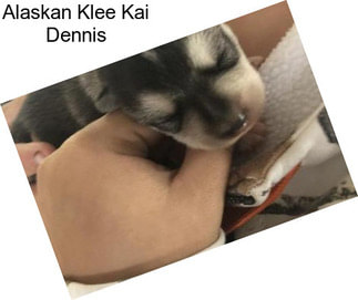 Companion Dogs Alaskan Klee Kai For Sale In United States Agriseek Com