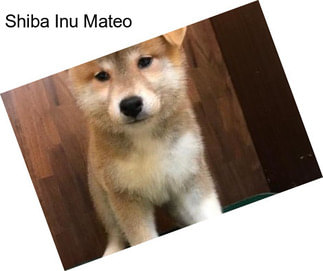 Shiba Inu Mateo