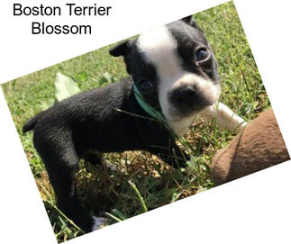 Boston Terrier Blossom