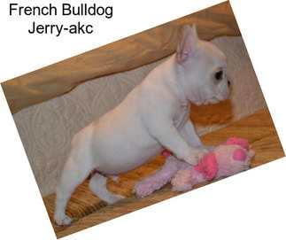 French Bulldog Jerry-akc