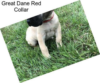 Great Dane Red Collar