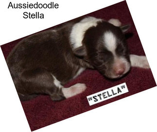 Aussiedoodle Stella