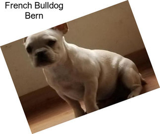 French Bulldog Bern