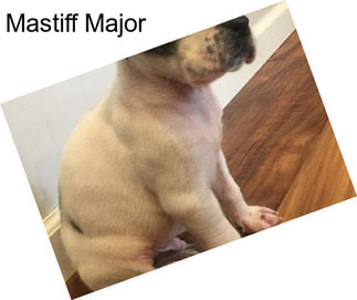 Mastiff Major