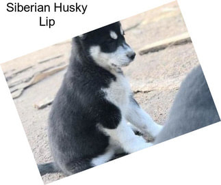 Siberian Husky Lip