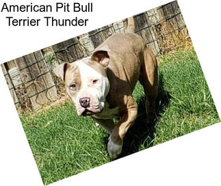 American Pit Bull Terrier Thunder