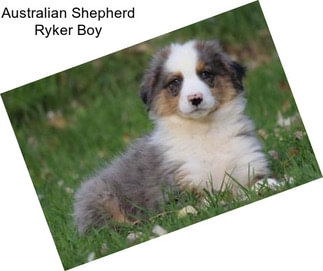 Australian Shepherd Ryker Boy