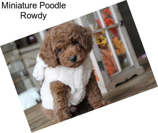 Miniature Poodle Rowdy