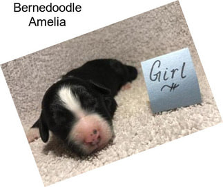 Bernedoodle Amelia