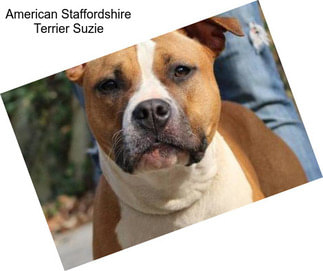 American Staffordshire Terrier Suzie