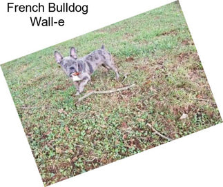 French Bulldog Wall-e
