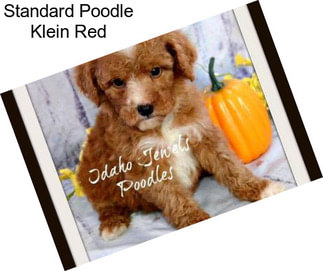Standard Poodle Klein Red