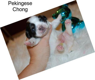 Pekingese Chong