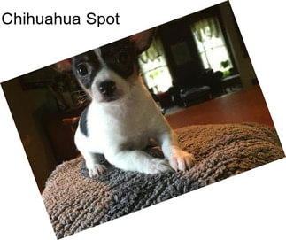 Chihuahua Spot