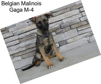 Belgian Malinois Gaga M-4