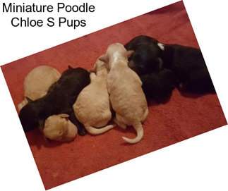 Miniature Poodle Chloe S Pups