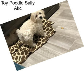 Toy Poodle Sally Akc