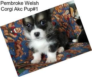 Pembroke Welsh Corgi Akc Pup#1