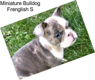 Miniature Bulldog Frenglish S