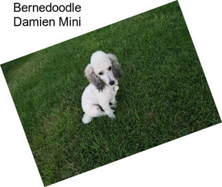 Bernedoodle Damien Mini