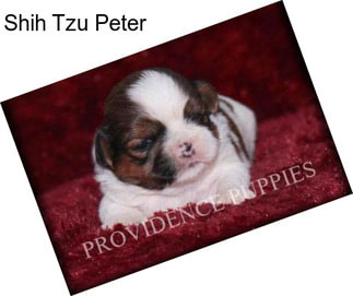 Shih Tzu Peter