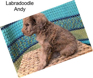 Labradoodle Andy