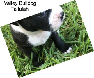Valley Bulldog Tallulah