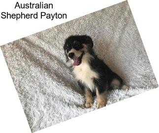 Australian Shepherd Payton