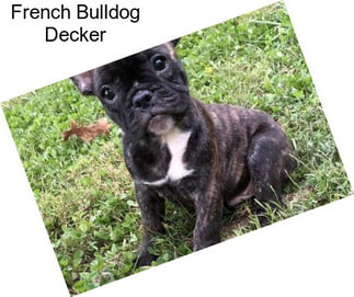 French Bulldog Decker