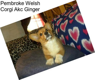 Pembroke Welsh Corgi Akc Ginger