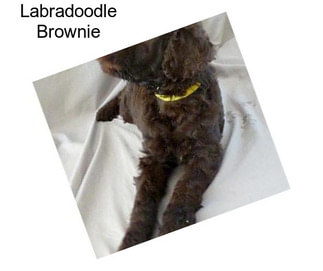 Labradoodle Brownie