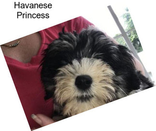 Havanese Princess