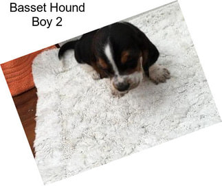 Basset Hound Boy 2