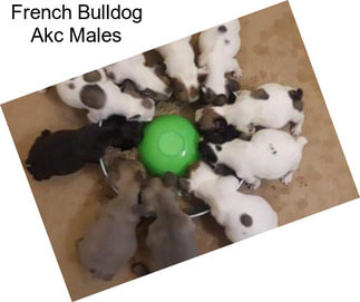 French Bulldog Akc Males