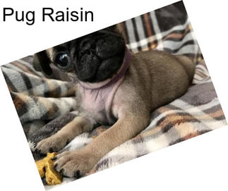 Pug Raisin