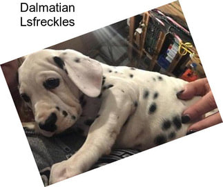 Dalmatian Lsfreckles