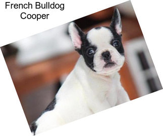 French Bulldog Cooper